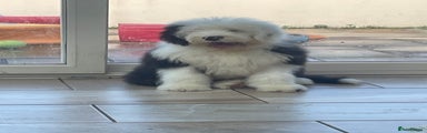 Old English Sheepdog Puppy 3
