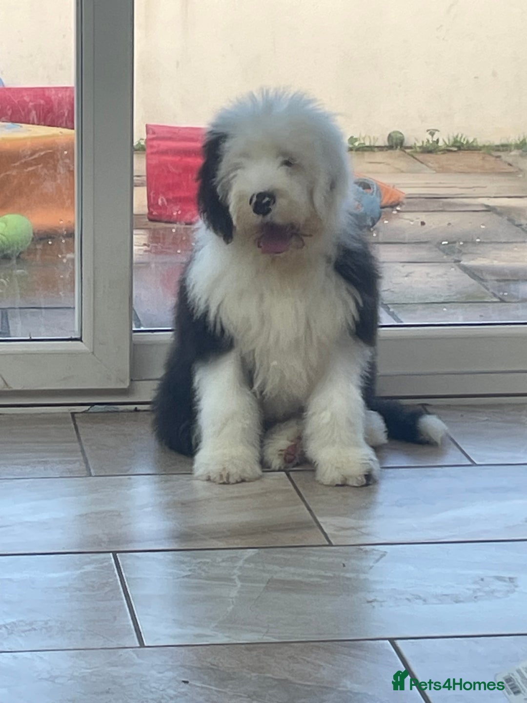 Old English Sheepdog dogs for sale: Old English sheep dogs kc  - Advert 18