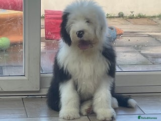 Old English Sheepdog dogs Old English sheep dogs kc - Advert 4