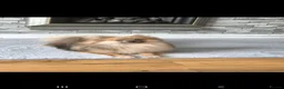 Pomeranian dogs for sale: 3 beautiful pomeranian boys  - Advert 7