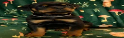 Rottweiler dogs for sale: Beautiful Rottweiler Puppies Available  - Advert 6