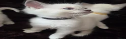 Ragdoll cats for sale:  🏆GCCF REG. EXTENSIVELY TESTED RAGDOLL KITTENS 🌟 - Advert 5