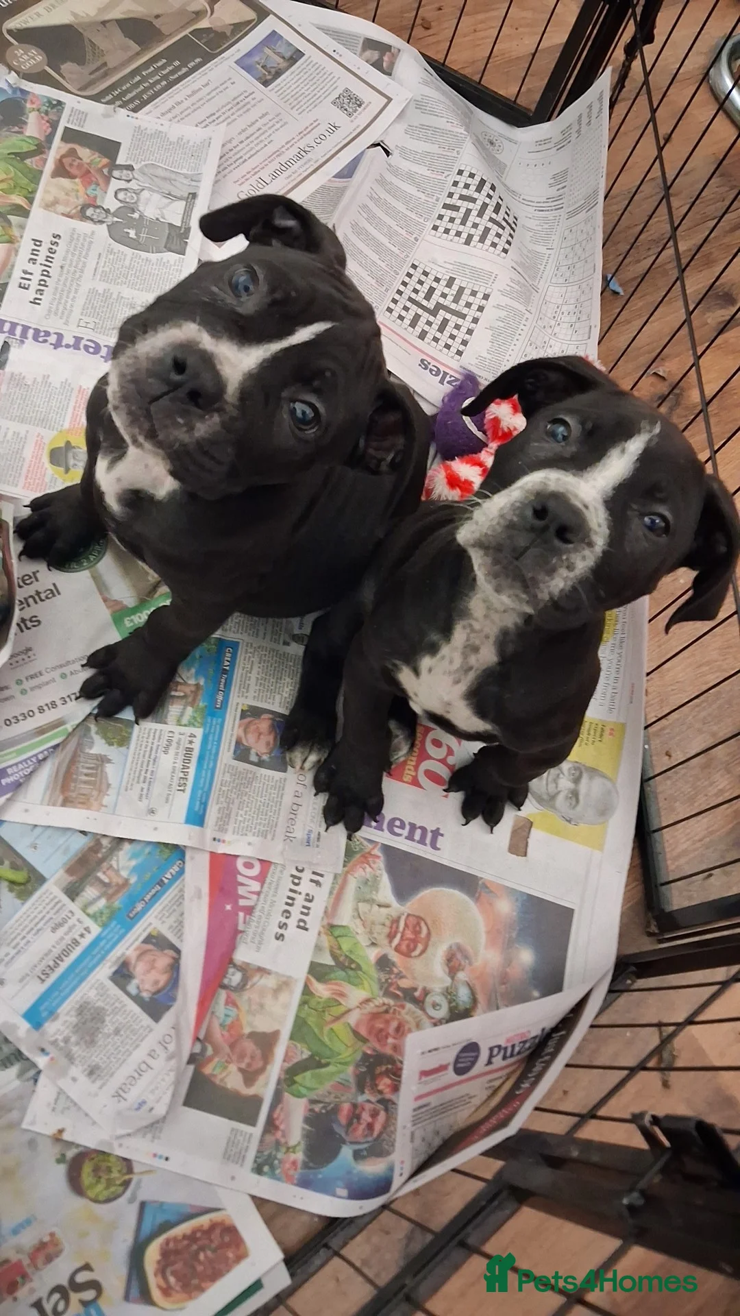 Mixed Breed dogs for sale: Alapaha Blue Blood Bulldog X Cane Corso Puppies  - Advert 1