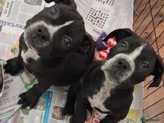 Mixed Breed dogs Alapaha Blue Blood Bulldog X Cane Corso Puppies - Advert 1