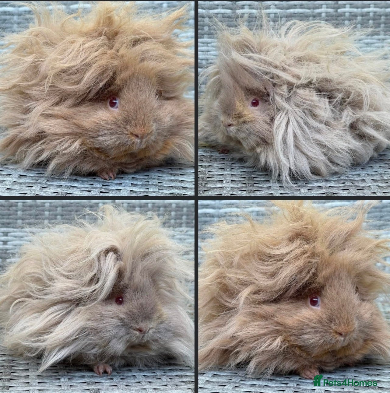 Guinea Pig rodents Purebred Lunkarya - Advert 1