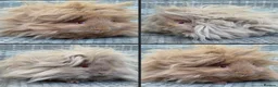 Guinea Pig rodents for sale: Purebred Lunkarya - Advert 2