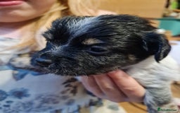 Mixed Breed dogs for sale: Last 2 puppies dachshund cross - Image 7