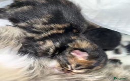 Mixed Breed cats for sale: 4 male kittens  - Image 3
