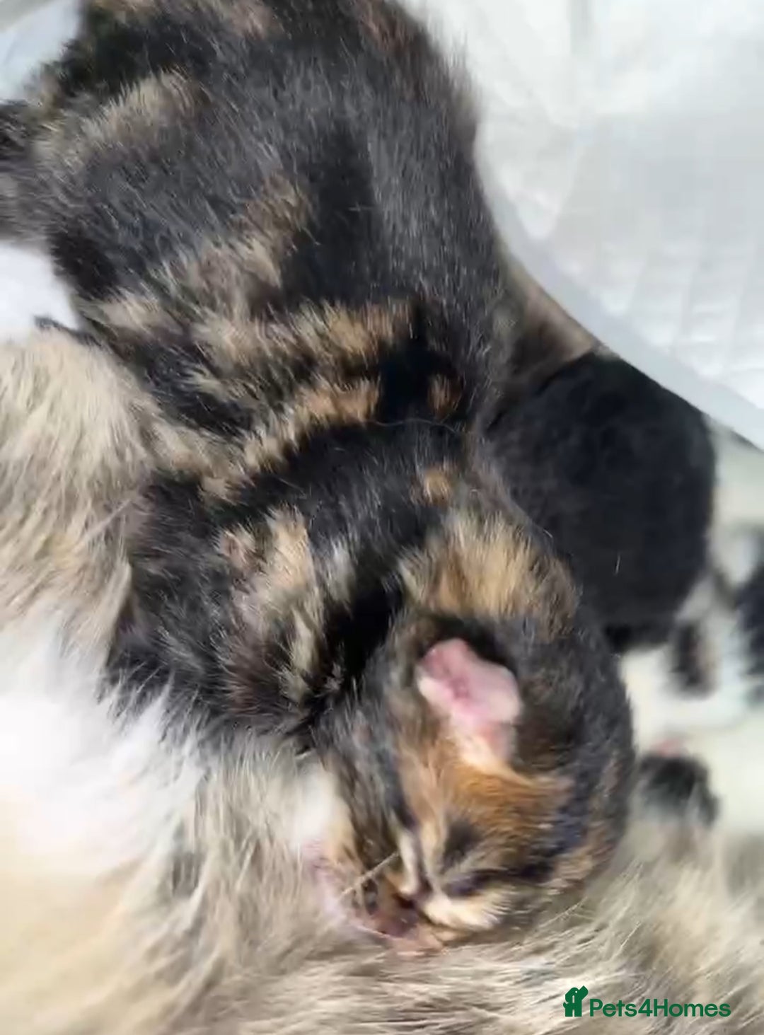 Mixed Breed cats for sale: 4 male kittens  - Image 3