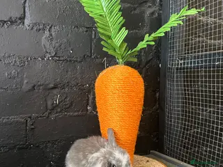 Mini Lop rabbits Mini Lops ready from now 🐰 - Advert 1