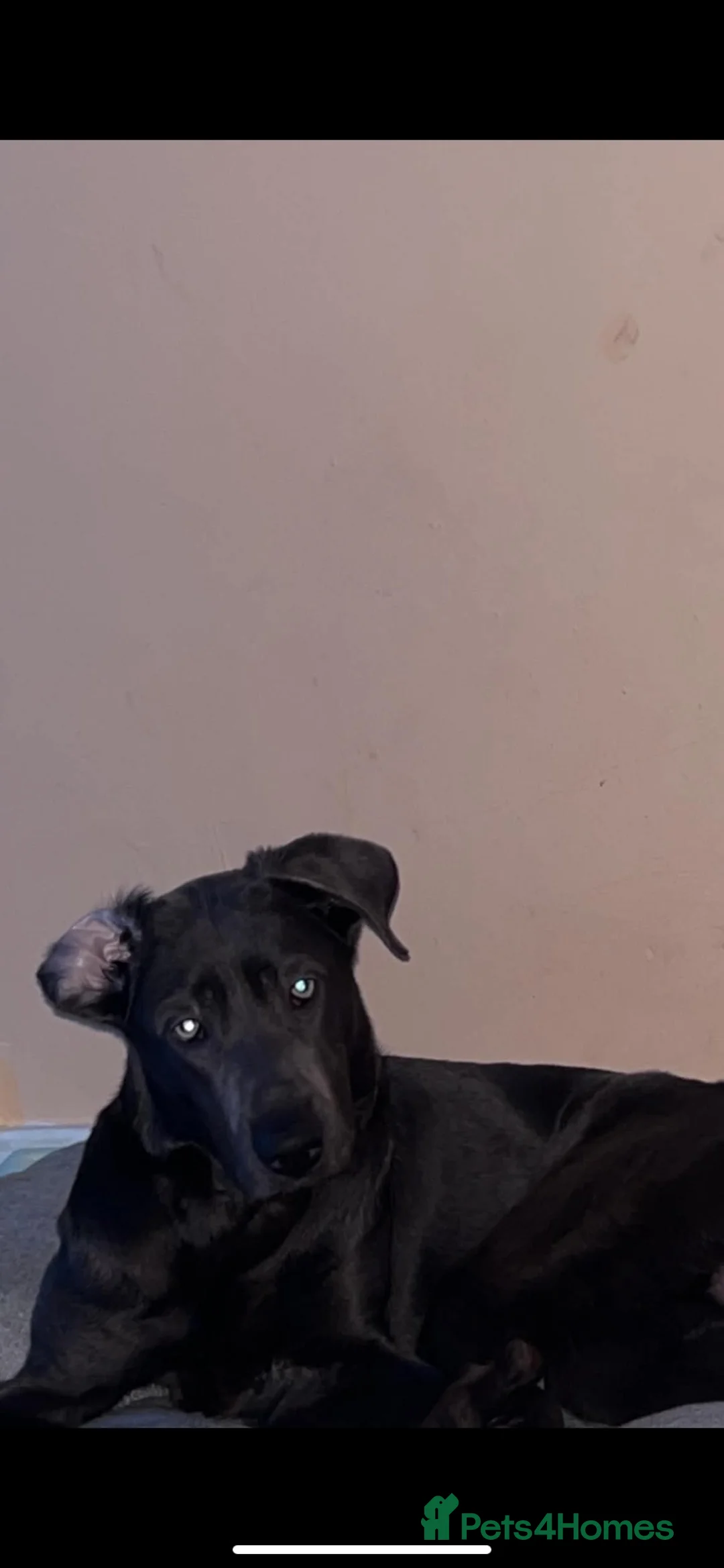 Labrador Retriever dogs for sale: Pumba  - Advert 2