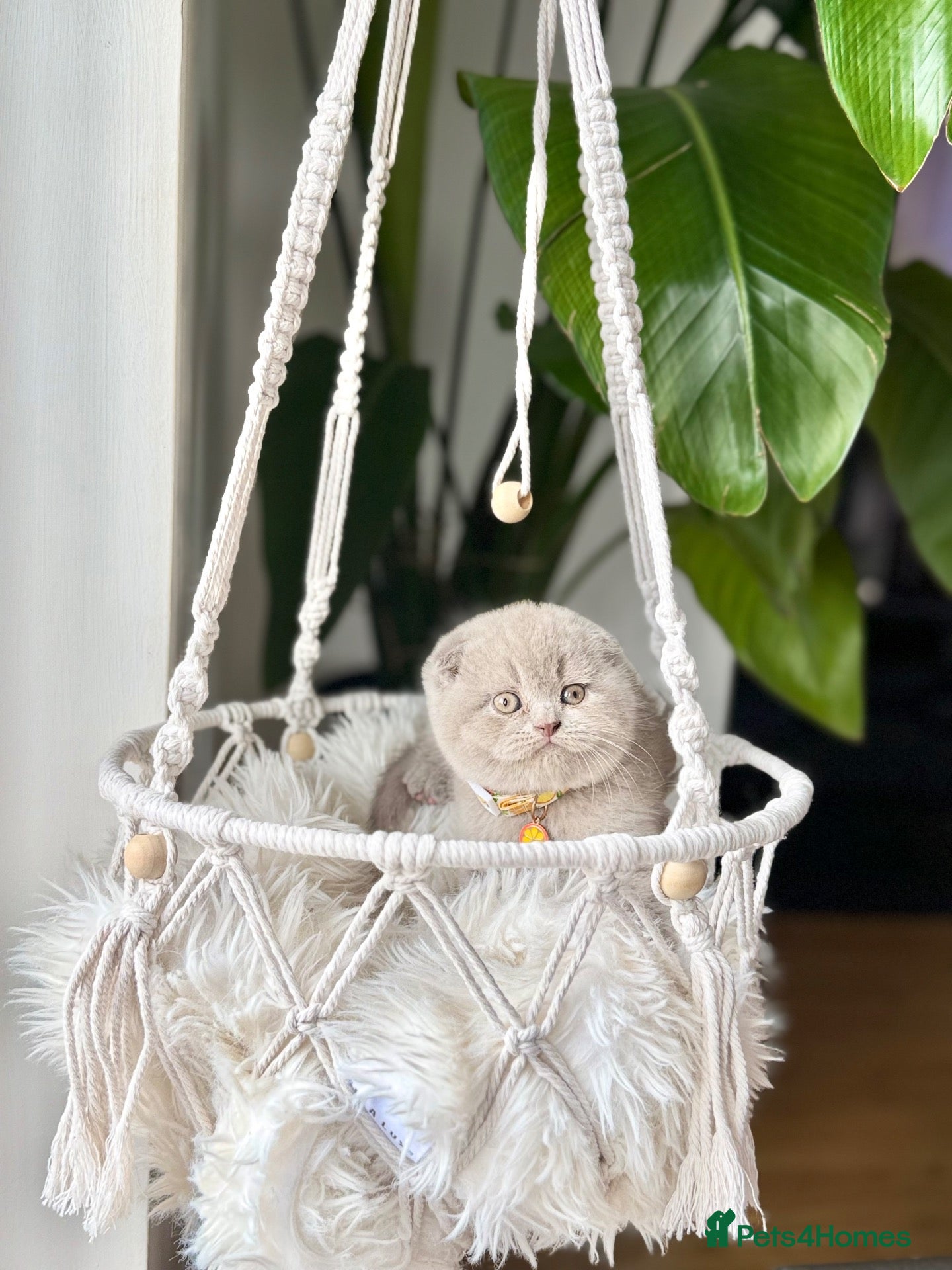 Scottish Fold cats Scottish fold - Advert 1