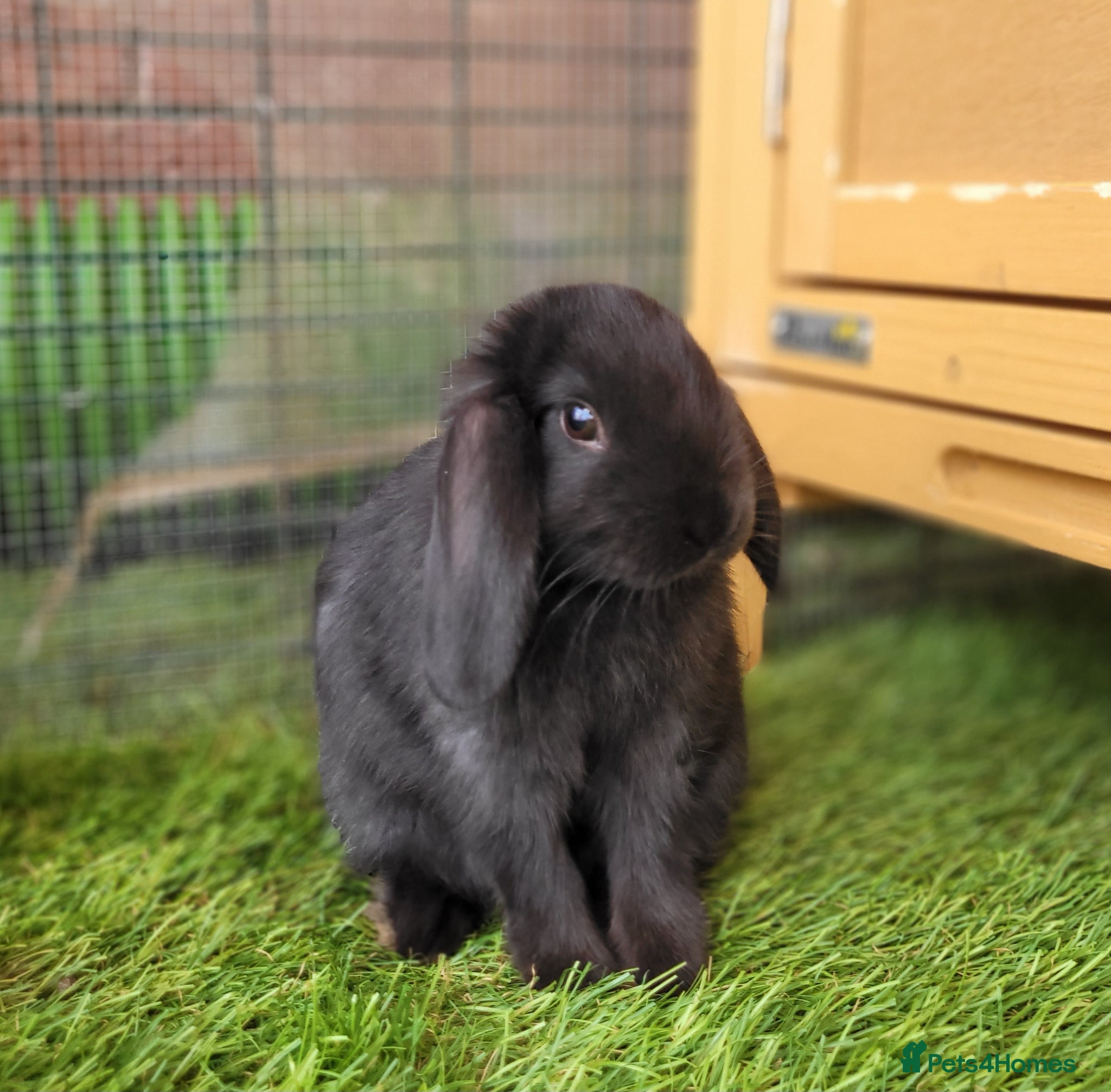Mini Lop rabbits Adorable Mini Lop Mix Rabbits - READY JUNE 11TH - Advert 1