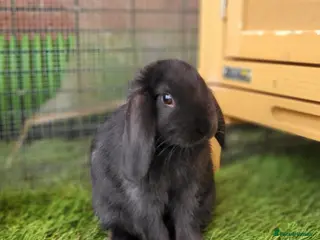 Mini Lop rabbits Adorable Mini Lop Mix Rabbits - READY JUNE 11TH - Advert 5
