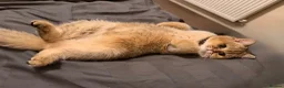 Scottish Fold cats for sale: £550 - 2 left! Golden Chinchilla Scottish  - Advert 7