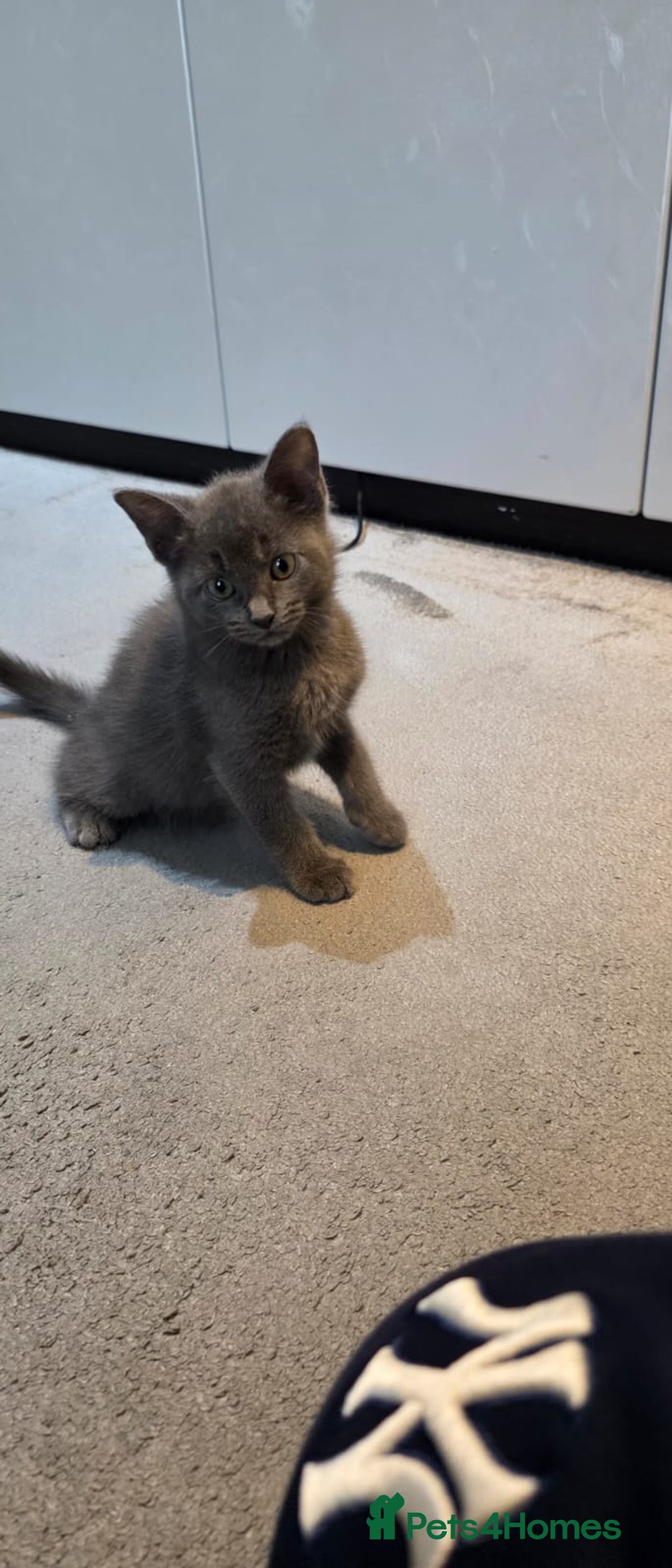 Russian Blue cats for sale: Russsin blue kitten  - Image 4
