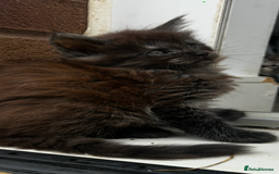 Maine Coon cats for sale: 2 xl tica active mainecoon kittens  - Image 3