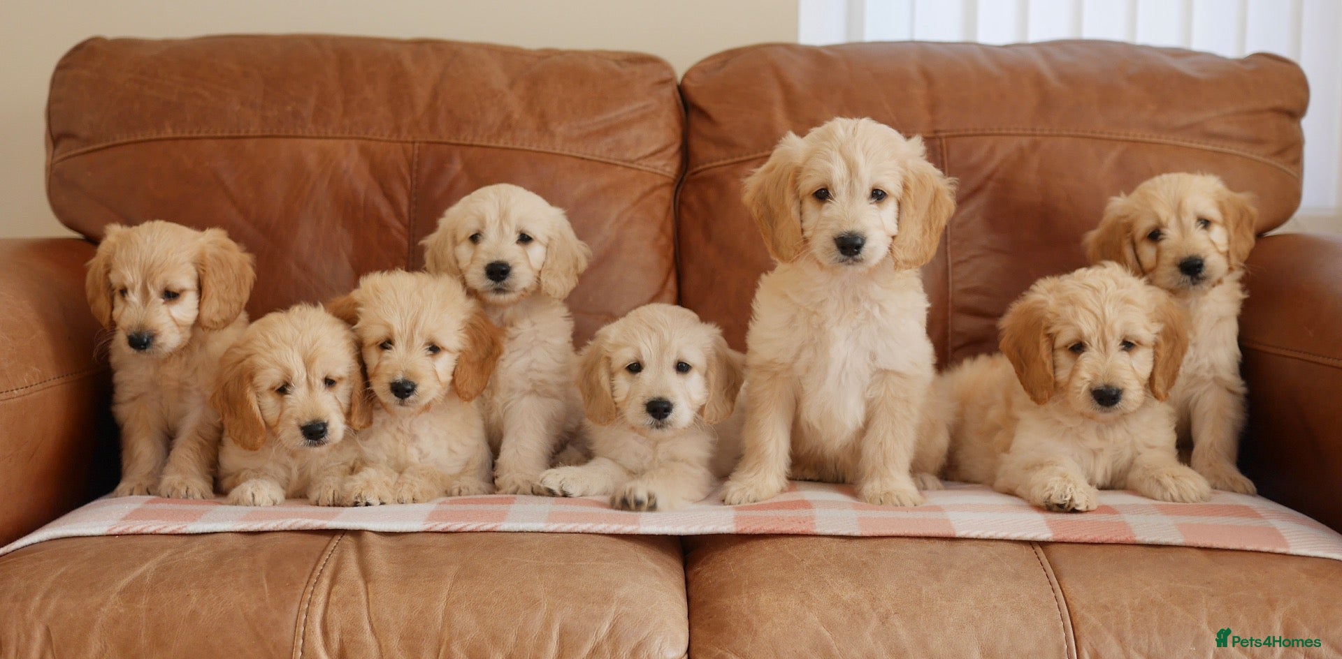 Mini Goldendoodle dogs Beautiful Health Tested Goldendoodle Puppies - Advert 1