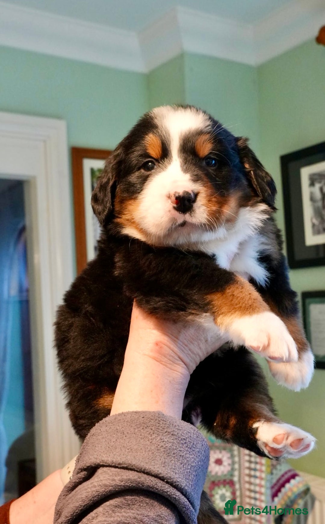 Bernese Mountain Dog dogs for sale: Quality Bernese Mountain Dog Puppies  - Advert 13