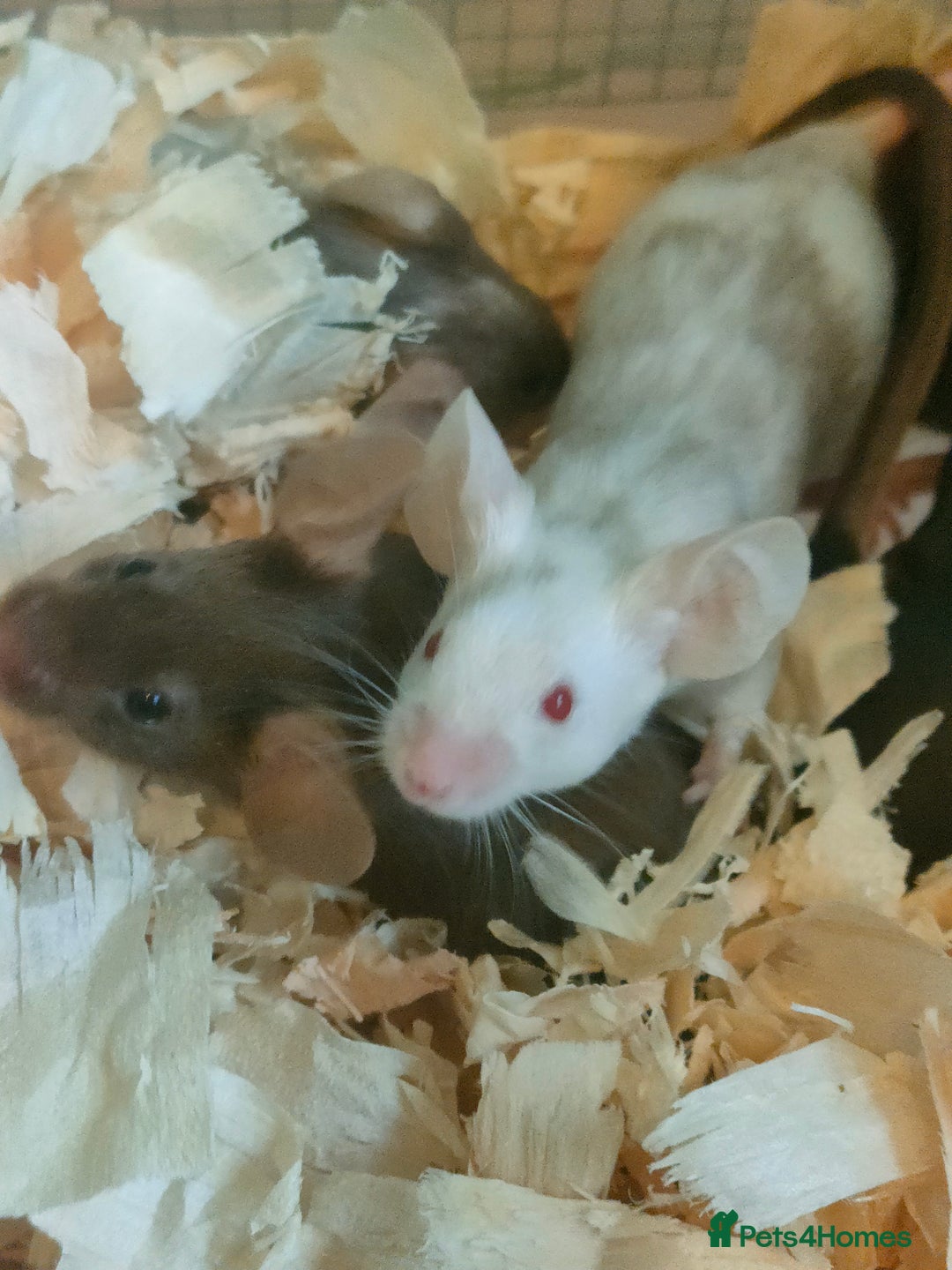 Mouse rodents for sale: Fancy mice *currently unavailable* - Advert 8