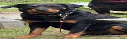 Rottweiler dogs for sale: 6 beautiful Rottweiler puppies  - Advert 6