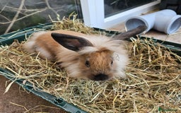 Lionhead rabbits for sale: Minni rex X lionhead bunnies - Image 7