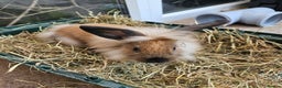 Lionhead rabbits for sale: Minni rex X lionhead bunnies - Advert 8
