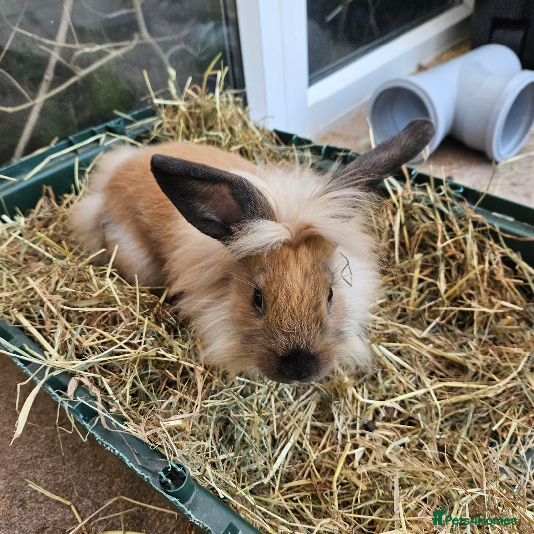Lionhead rabbits for sale: Minni rex X lionhead bunnies - Image 7