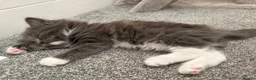 Mixed Breed cats for sale: Beautiful Long-Haired Ragdoll Cross Kittens  - Advert 28