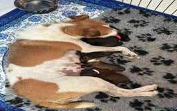 Mixed Breed dogs for sale: Patterdale cross - Image 7