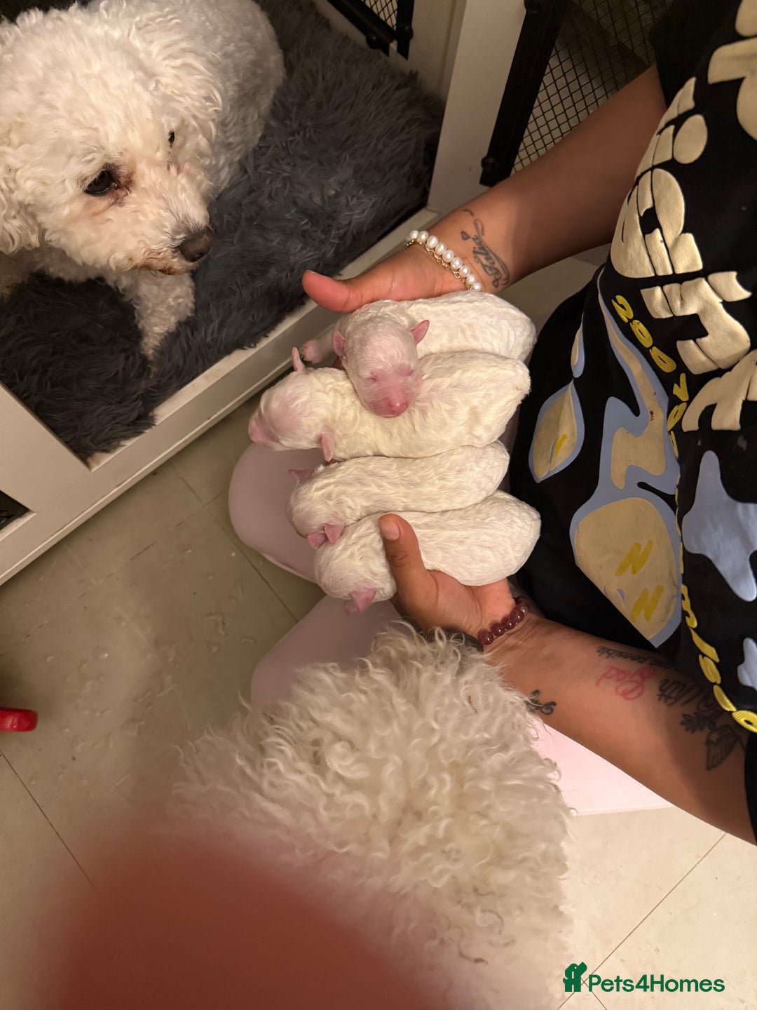 Bichon Frise dogs for sale: Adorable pure bichon frisée puppies !!! - Image 5