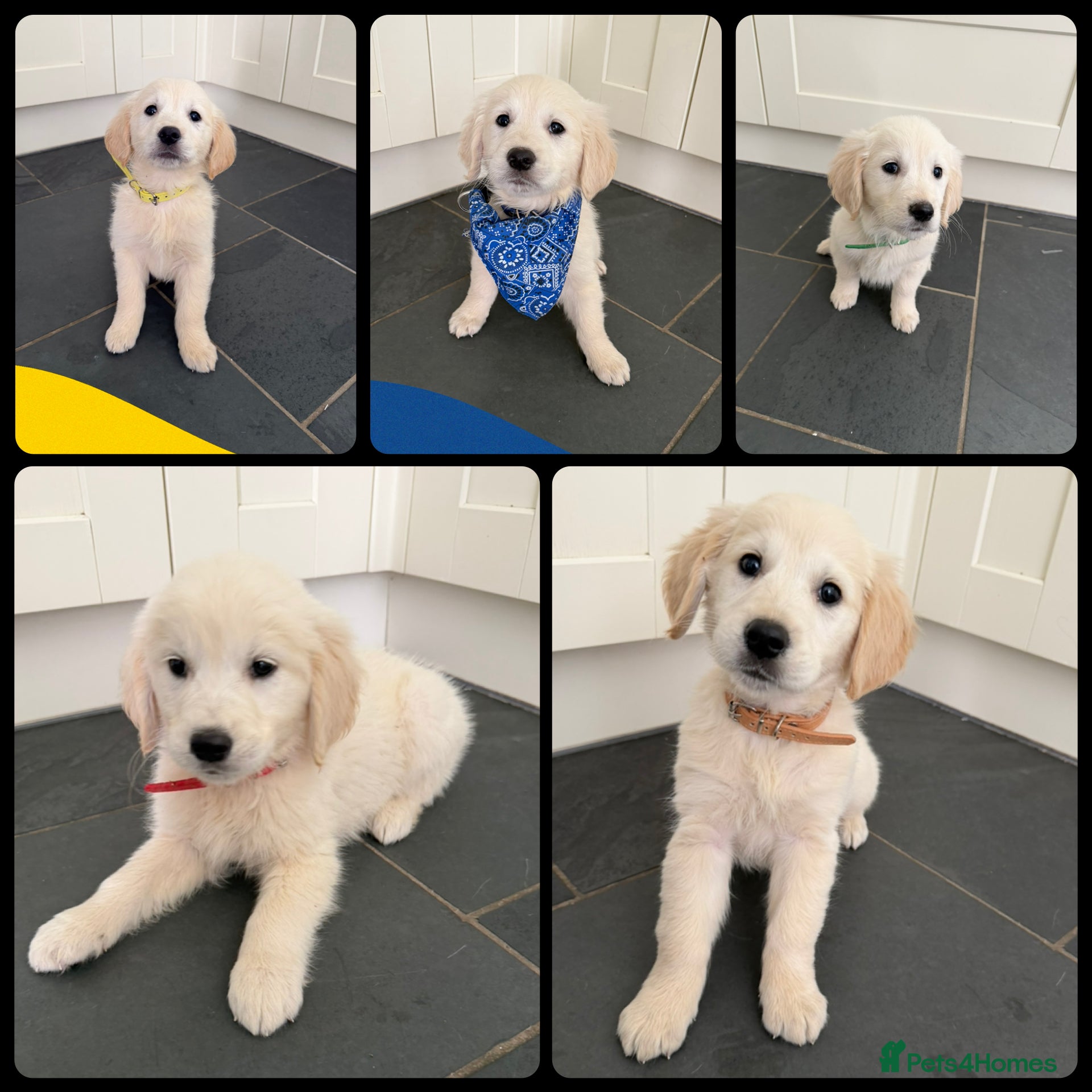 Golden Retriever dogs KC Registered Golden Retriever puppies  - Advert 2