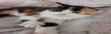 Mixed Breed Kitten 4