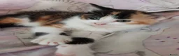 Mixed Breed cats for sale:  Beautiful fluffy playful kittens - Advert 15