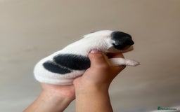 Jack Russell dogs for sale: Beautiful Jack Russell Litter - Image 16
