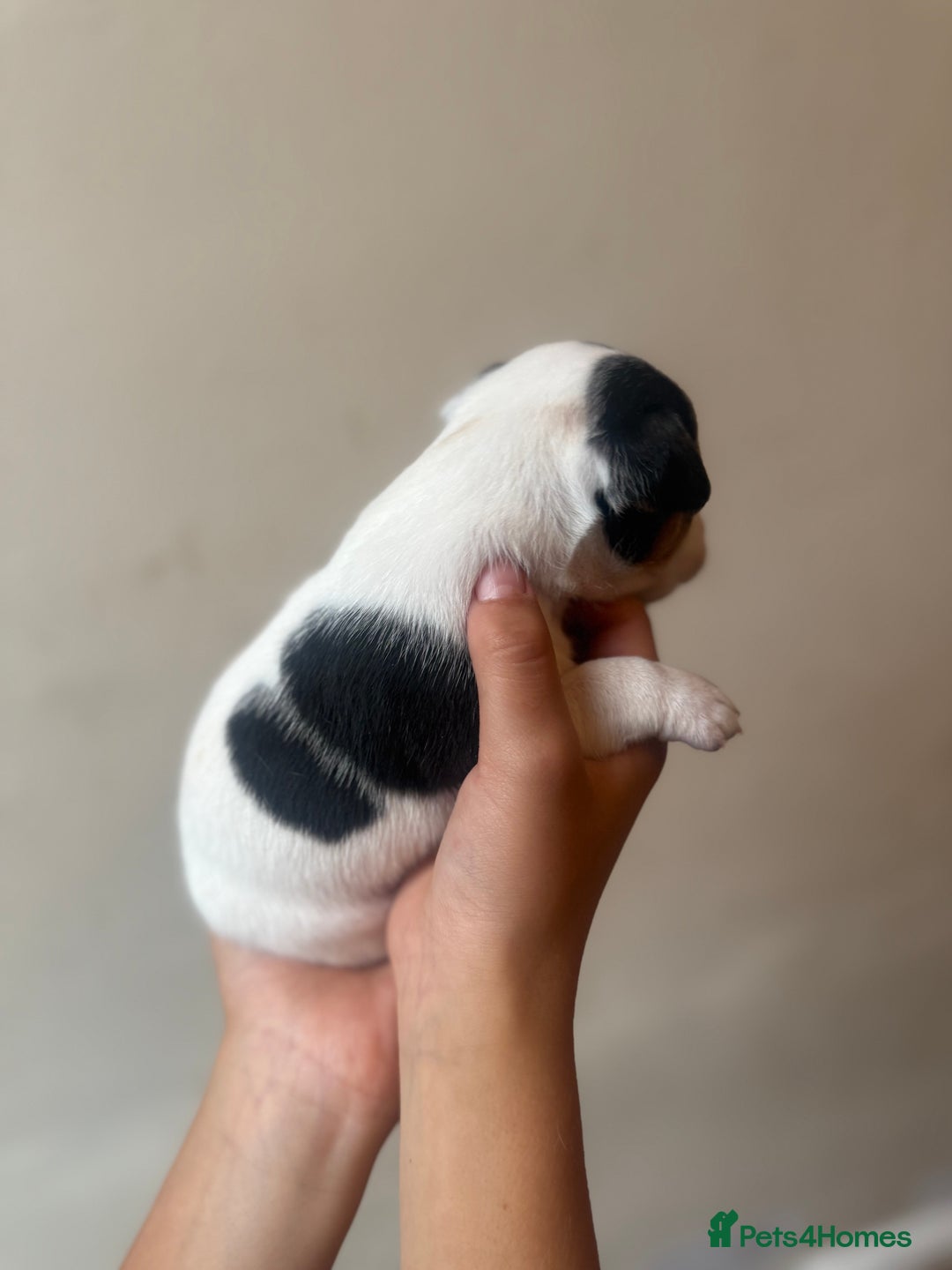 Jack Russell dogs for sale: Beautiful Jack Russell Litter - Image 16