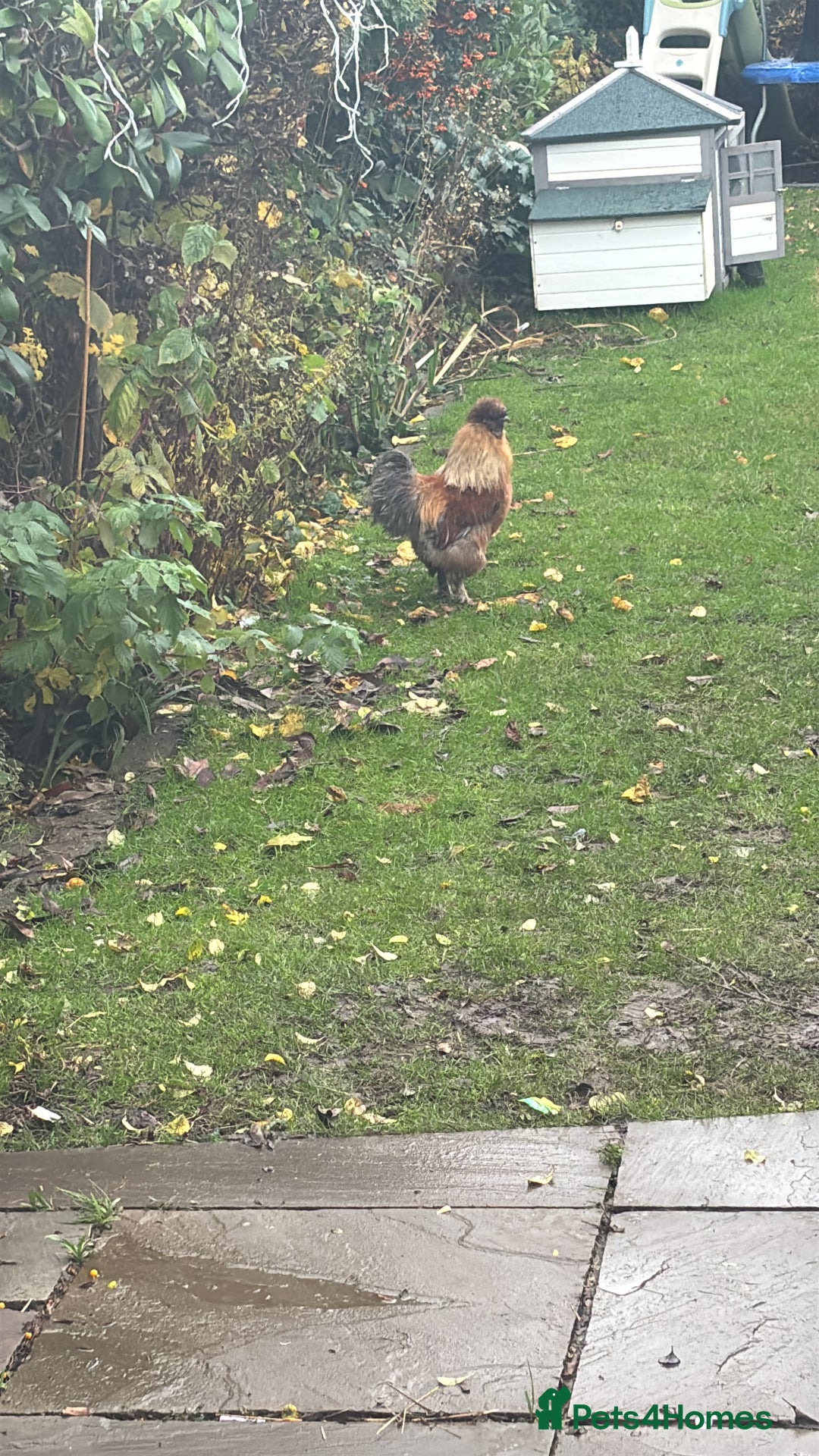 Chickens poultry for sale: Cockerel pure silkie breed - Advert 3