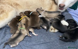 Mixed Breed dogs for sale: Malamute x Alaskan Shepherd Litter - Image 1