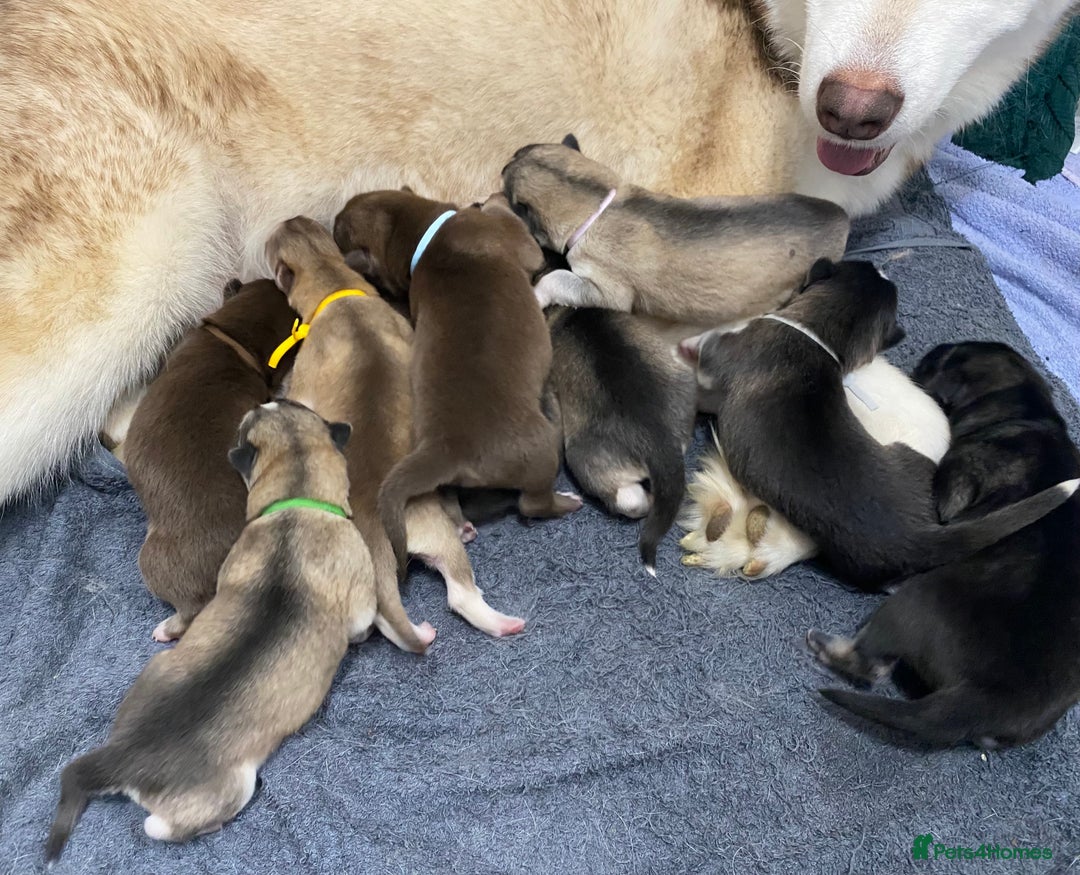 Mixed Breed dogs for sale: Malamute x Alaskan Shepherd Litter - Image 1