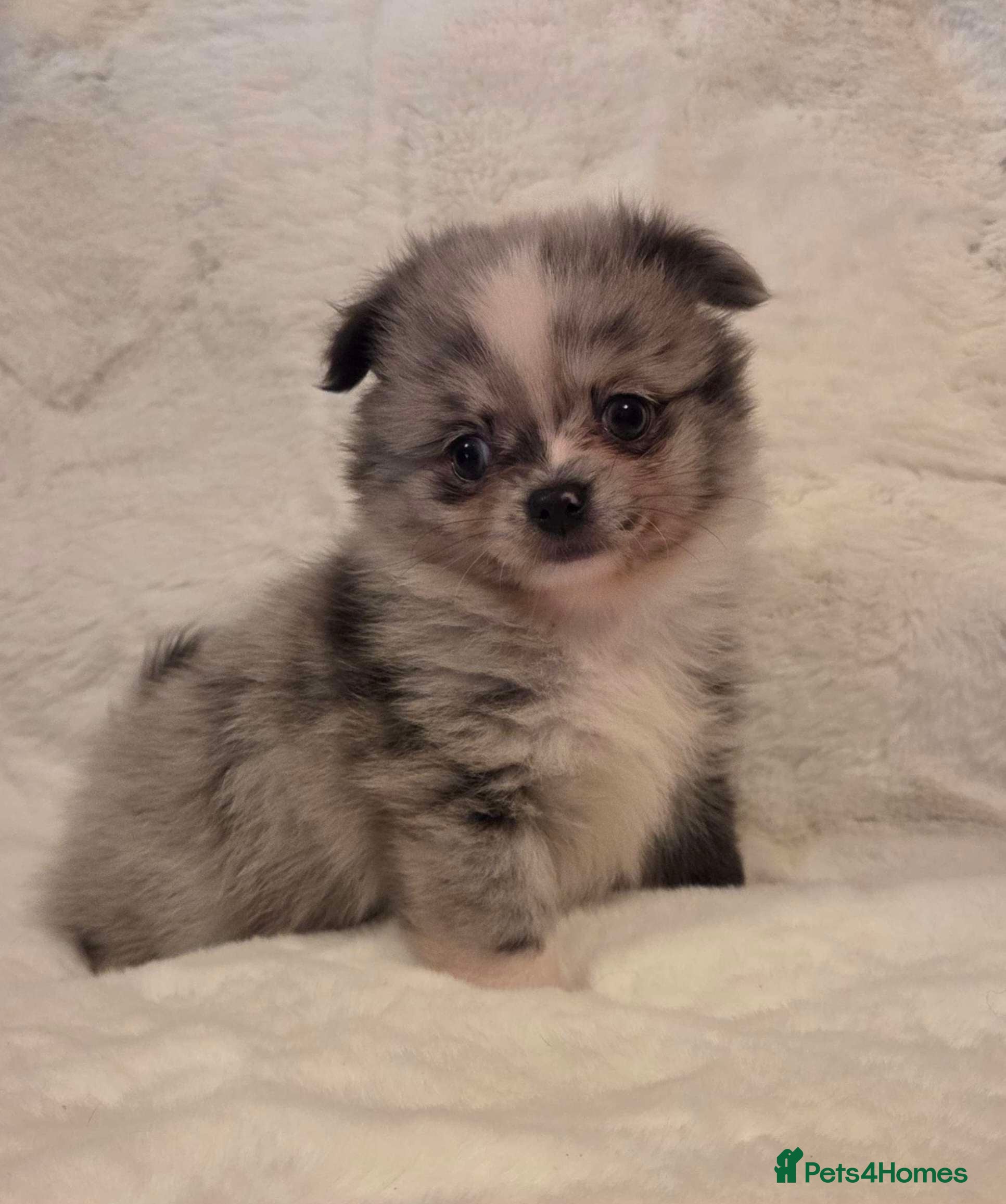 Pomchi dogs 3 Beautiful 3/4 pomeranian 1/4 chihuahua puppies,  - Advert 6