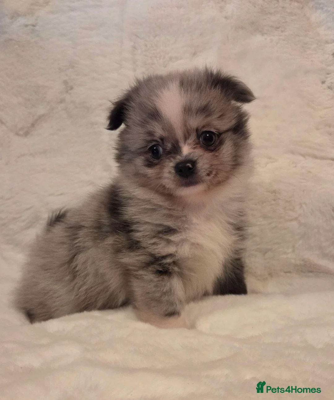 Pomchi dogs for sale: 3 Beautiful 3/4 pomeranian 1/4 chihuahua puppies,  - Advert 1