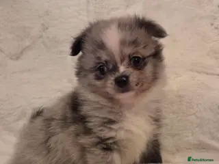 Pomchi dogs 3 Beautiful 3/4 pomeranian 1/4 chihuahua puppies, - Advert 1