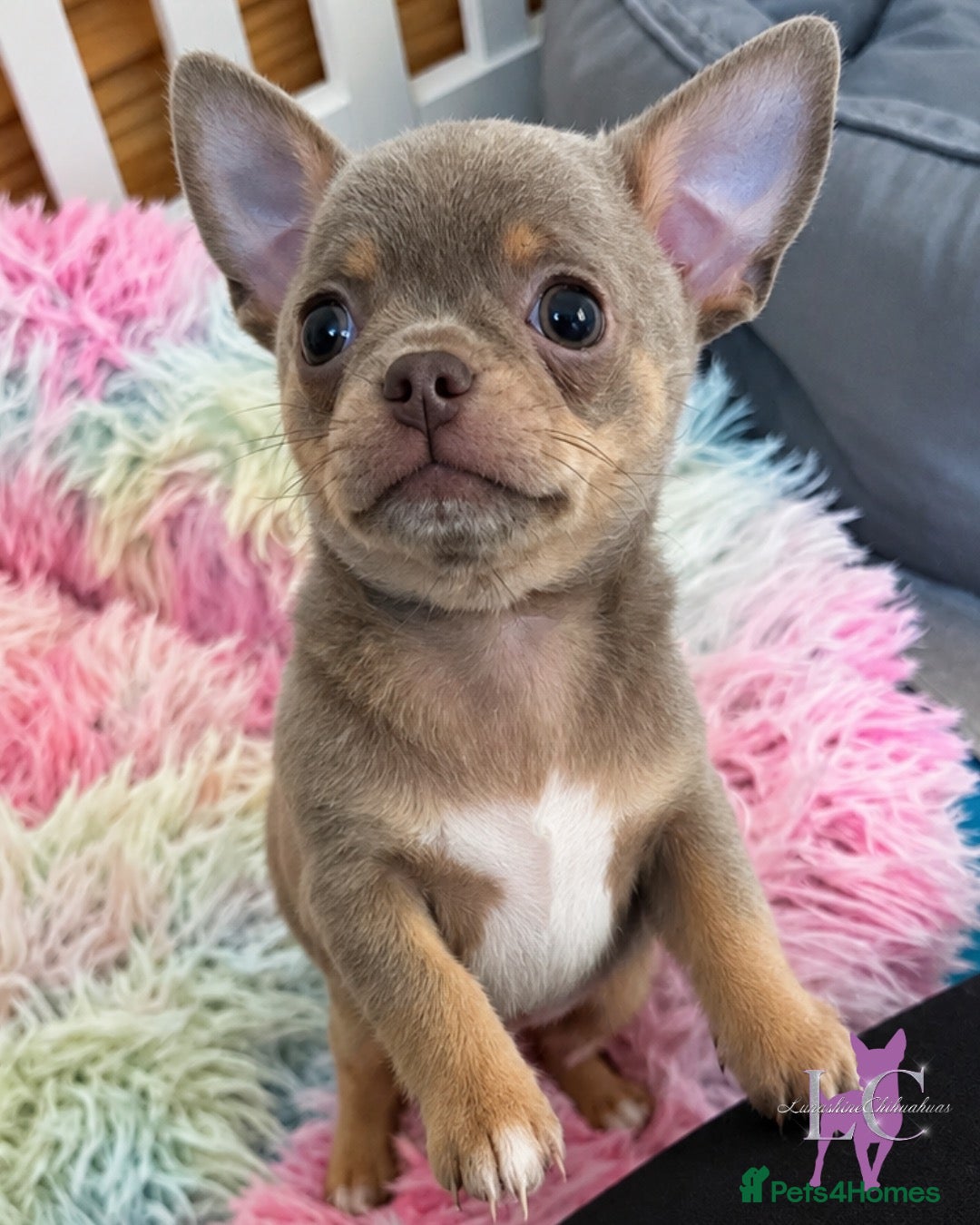 Chihuahua dogs Kc registered lilac chihuahua boy - Advert 20