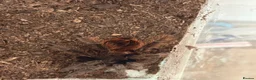 Tarantulas invertebrates for sale: Collection of Ts for sale - Advert 2