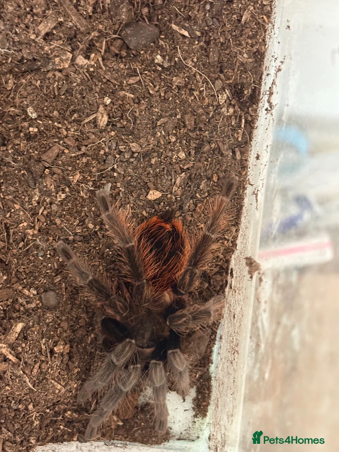 Tarantulas invertebrates for sale: Collection of Ts for sale - Advert 2
