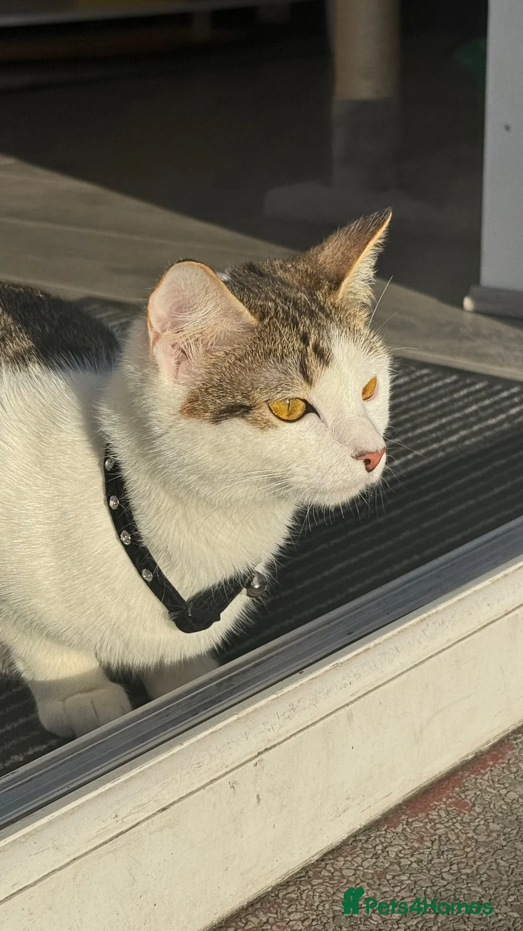Mixed Breed cats for sale: Adorable,Kittens Ready for Their Forever Homes! 🐾 - Advert 2