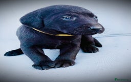 Labrador Retriever dogs for sale: ✨Gorgeous Labrador Puppies Ready for New Homes! ✨ - Image 3