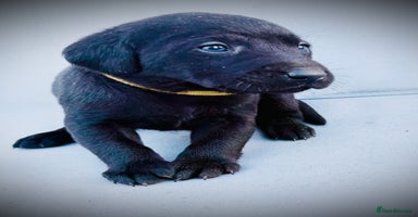 Labrador Retriever dogs - Advert 1
