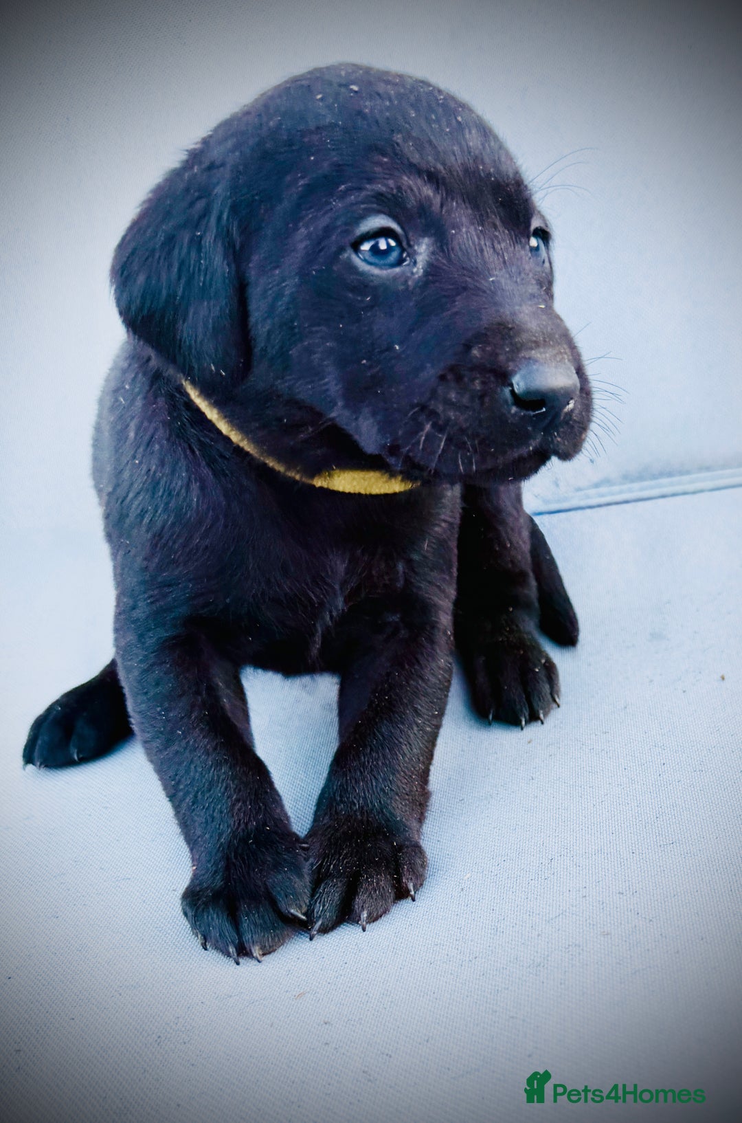 Labrador Retriever dogs for sale: ✨Gorgeous Labrador Puppies Ready for New Homes! ✨ - Image 3