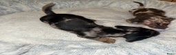 Miniature Dachshund dogs for sale: KC- Small Smooth Min Dachshund £1800  - Advert 6